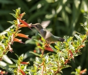 2019 09 15 LongFellowGardens 006